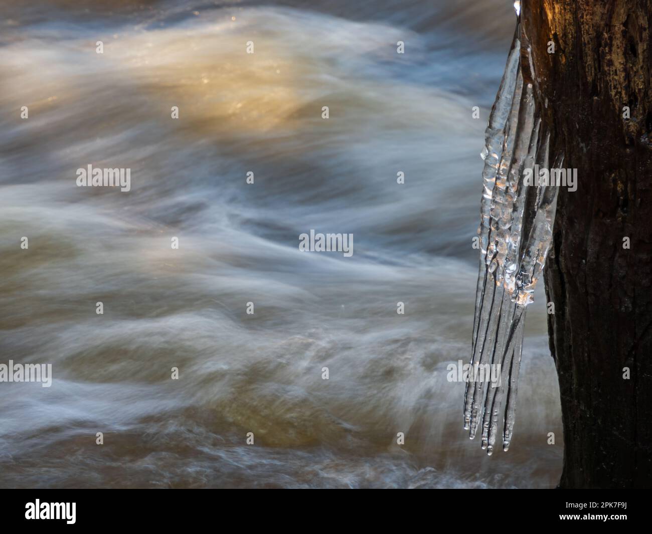 Bellissime le cicliche sui cespugli e una macchia sul fiume Świder. Fenomeno naturale. Polonia Foto Stock