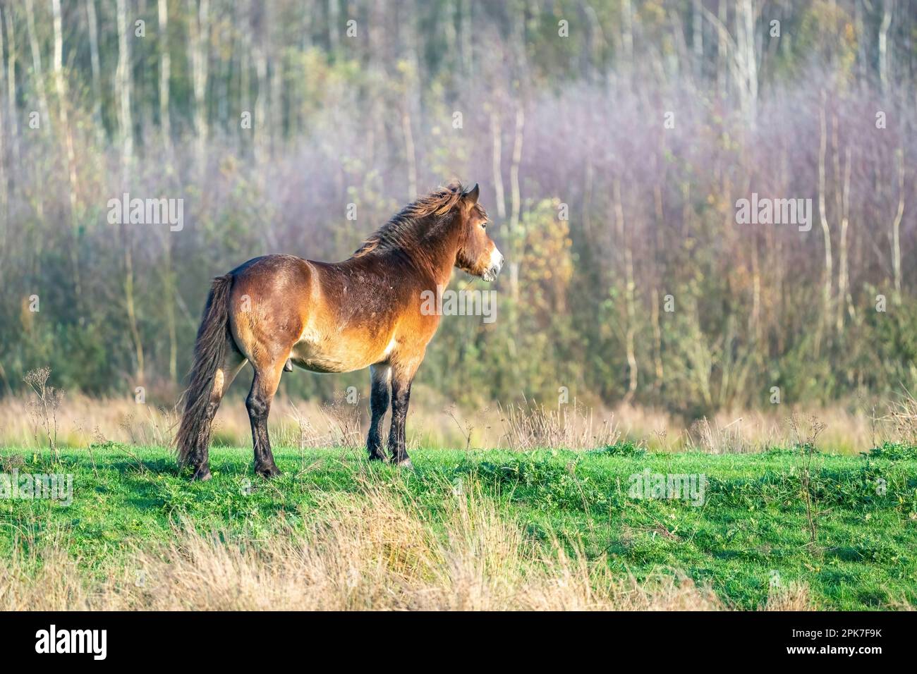 Un pony marrone selvatico di Exmoor, contro un fondo di foresta e canna. Nella riserva naturale di Fochteloo, colori autunnali in inverno. Paesi Bassi Foto Stock