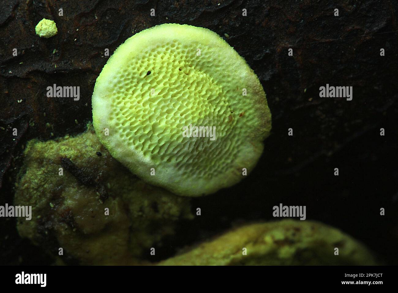 Fungo bioluminescente da scaffale (Polypolares sp.) Foto Stock