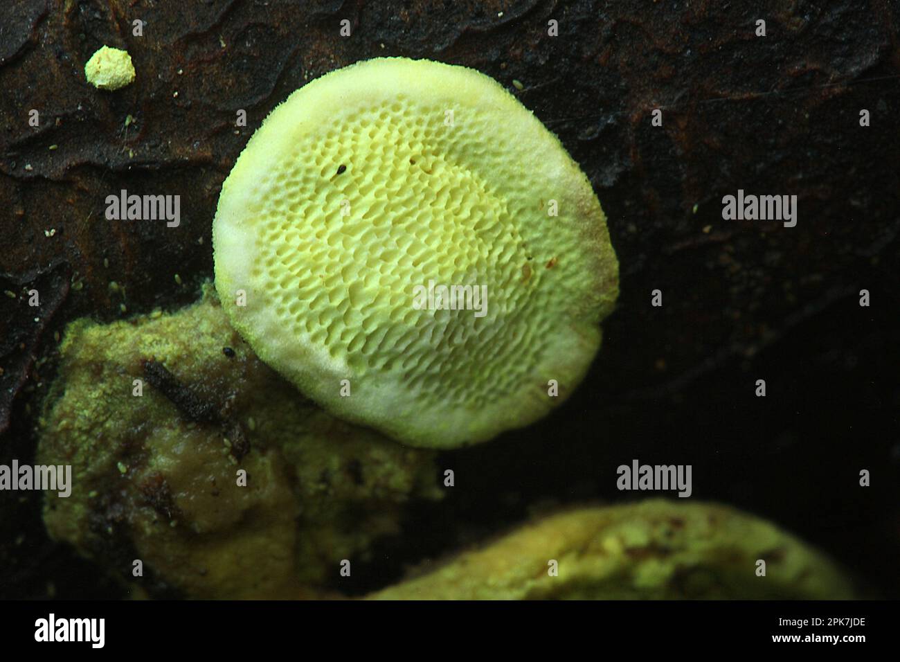 Fungo bioluminescente da scaffale (Polypolares sp.) Foto Stock