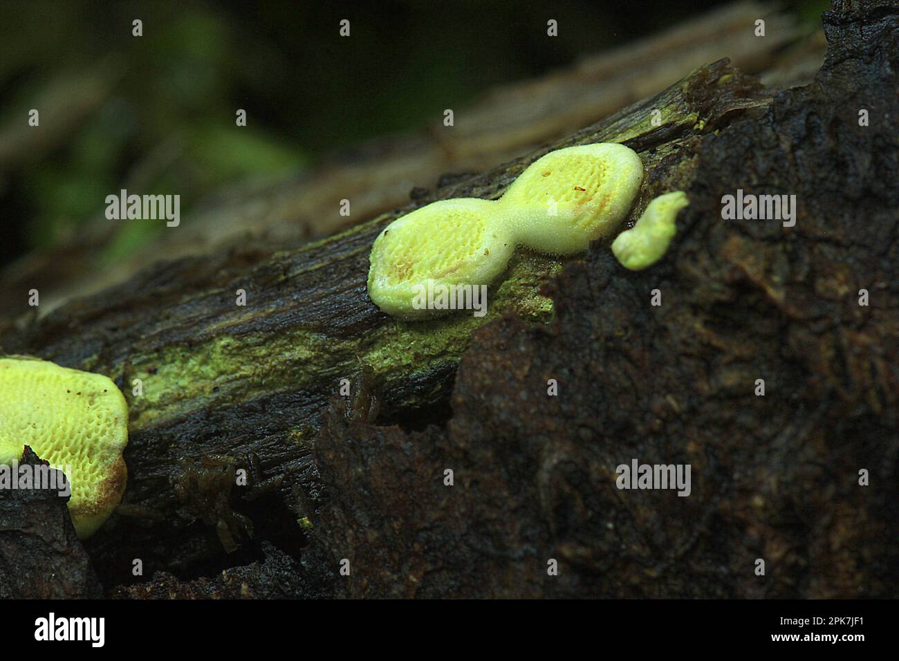 Fungo bioluminescente da scaffale (Polypolares sp.) Foto Stock