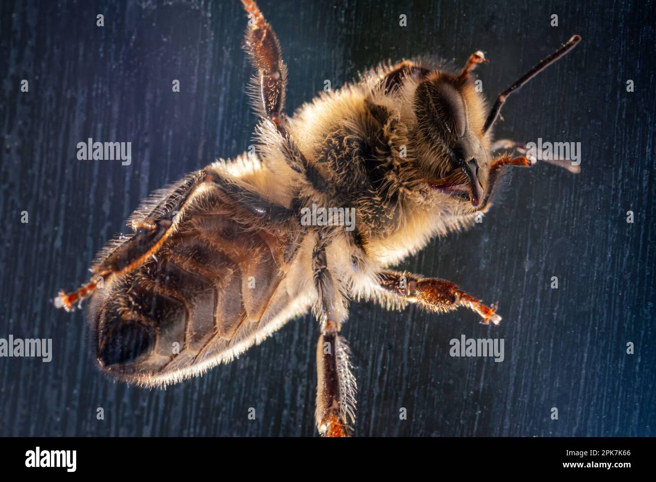 Sottofaccia di un'ape mellifera (Apis mellifera) su un vetro, vista dal basso in macro Foto Stock
