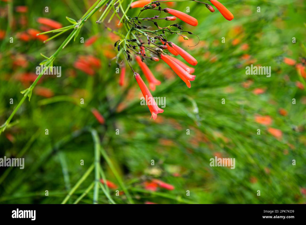 Piccoli fiori rossi con fondo verde e steli della pianta che formano linee radiali sullo sfondo. Foto Stock