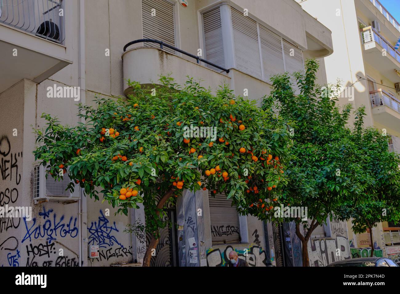 Arance che crescono nelle strade di Atene in primavera Foto Stock