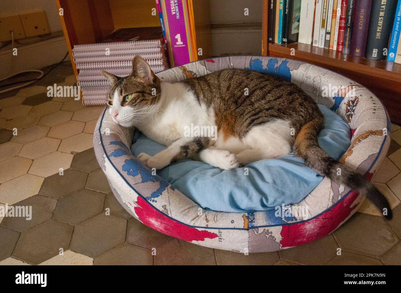 Tabby e bianco Gatto sdraiato sul letto. Foto Stock