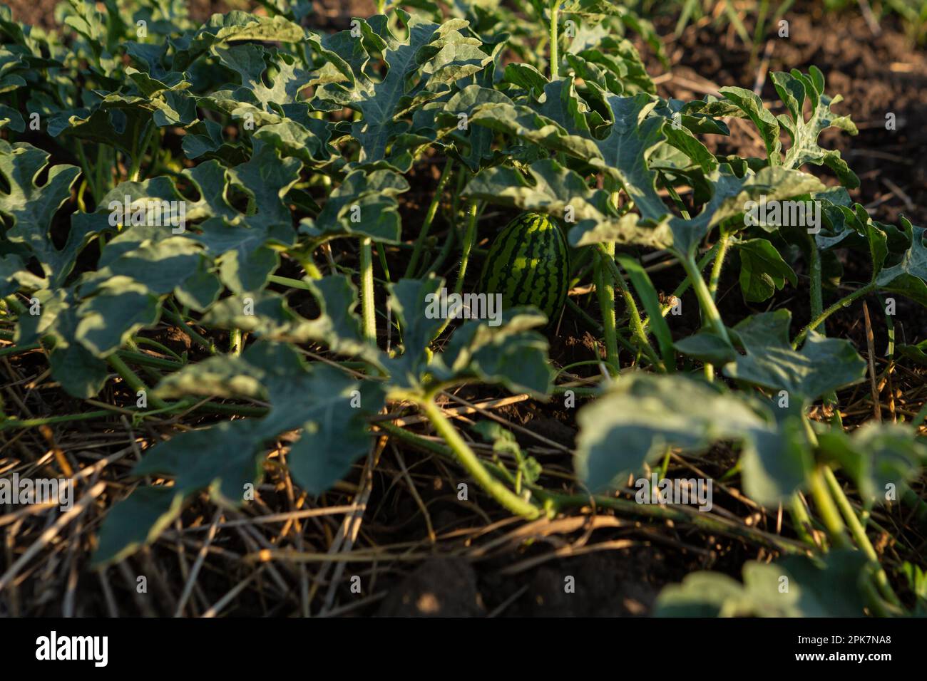 Pianta di anguria che cresce sul terreno ortaggi orto cibo biologico Foto Stock