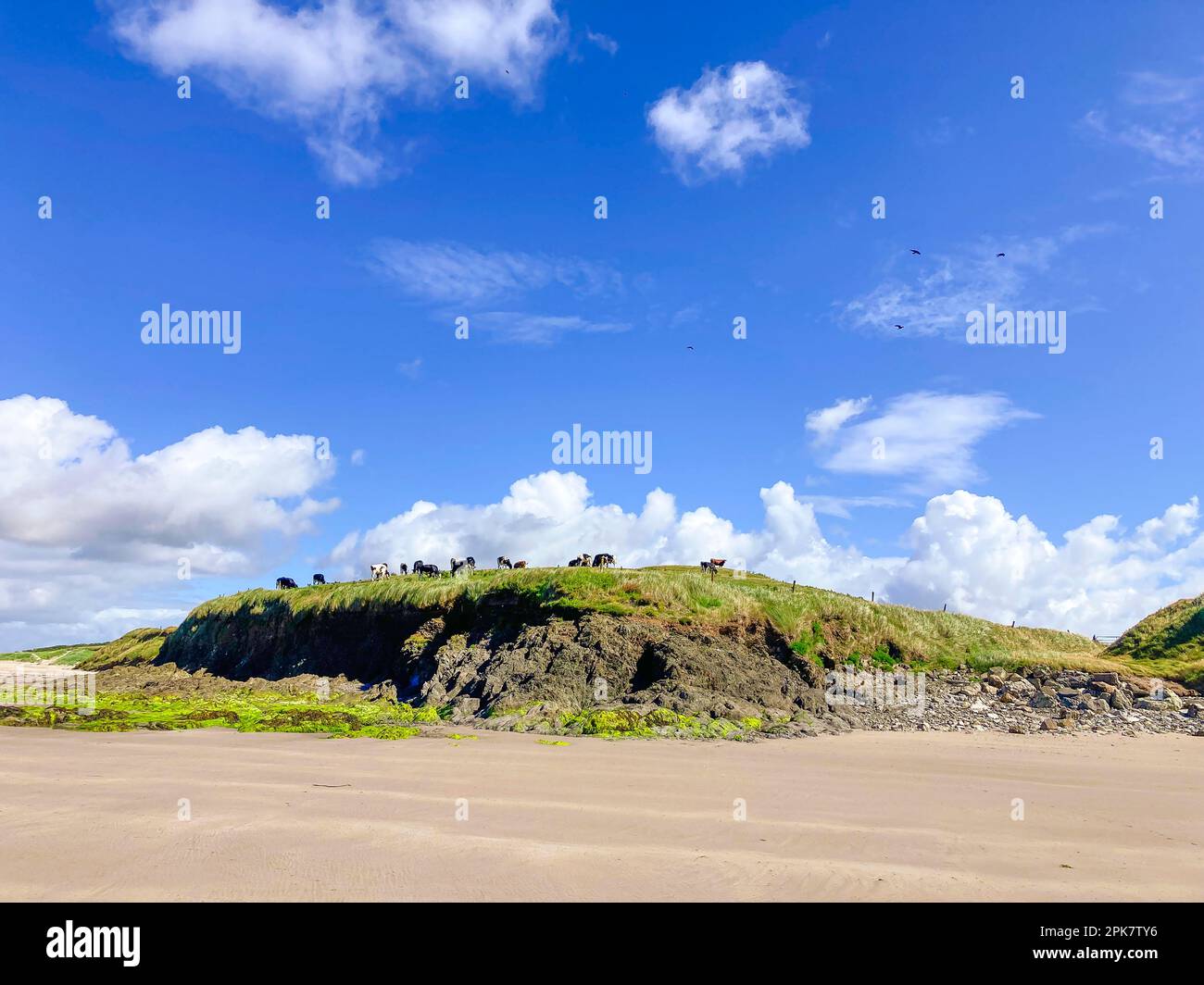 mucche su una scogliera Foto Stock