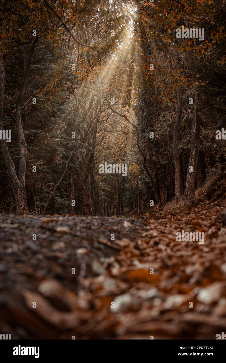 strada nel bosco, alberi con foglie marroni nella stagione autunnale Foto Stock