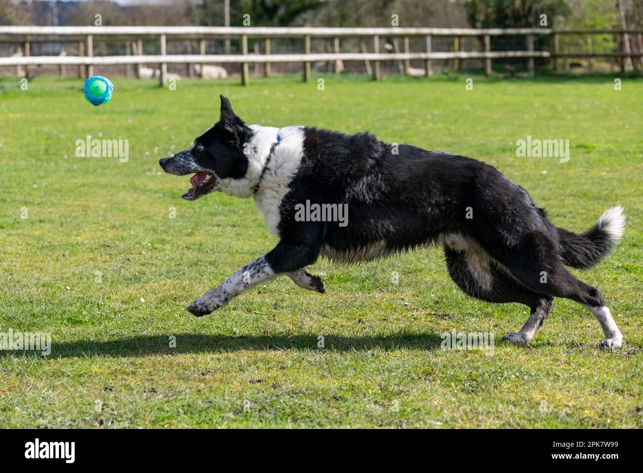 Border Collie cane giocare con una palla all'aperto in un campo sotto il sole di primavera Foto Stock