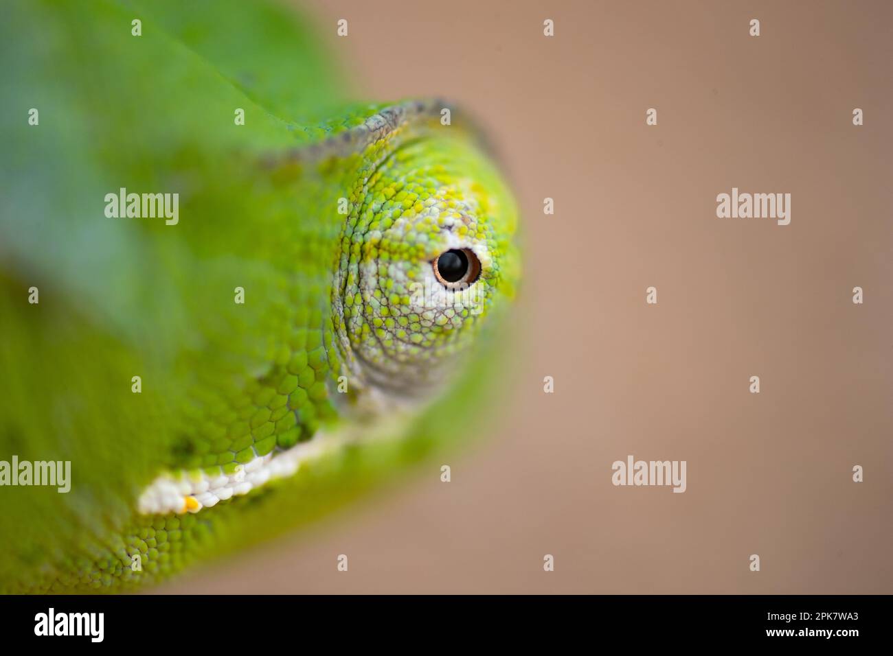 Primo piano di un occhio di camaleonte, Chamaeleonidae. Foto Stock