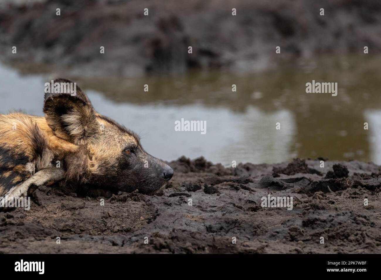 Primo piano di un cane selvatico, Licaon pictus, sdraiato accanto ad una diga, profilo laterale. Foto Stock