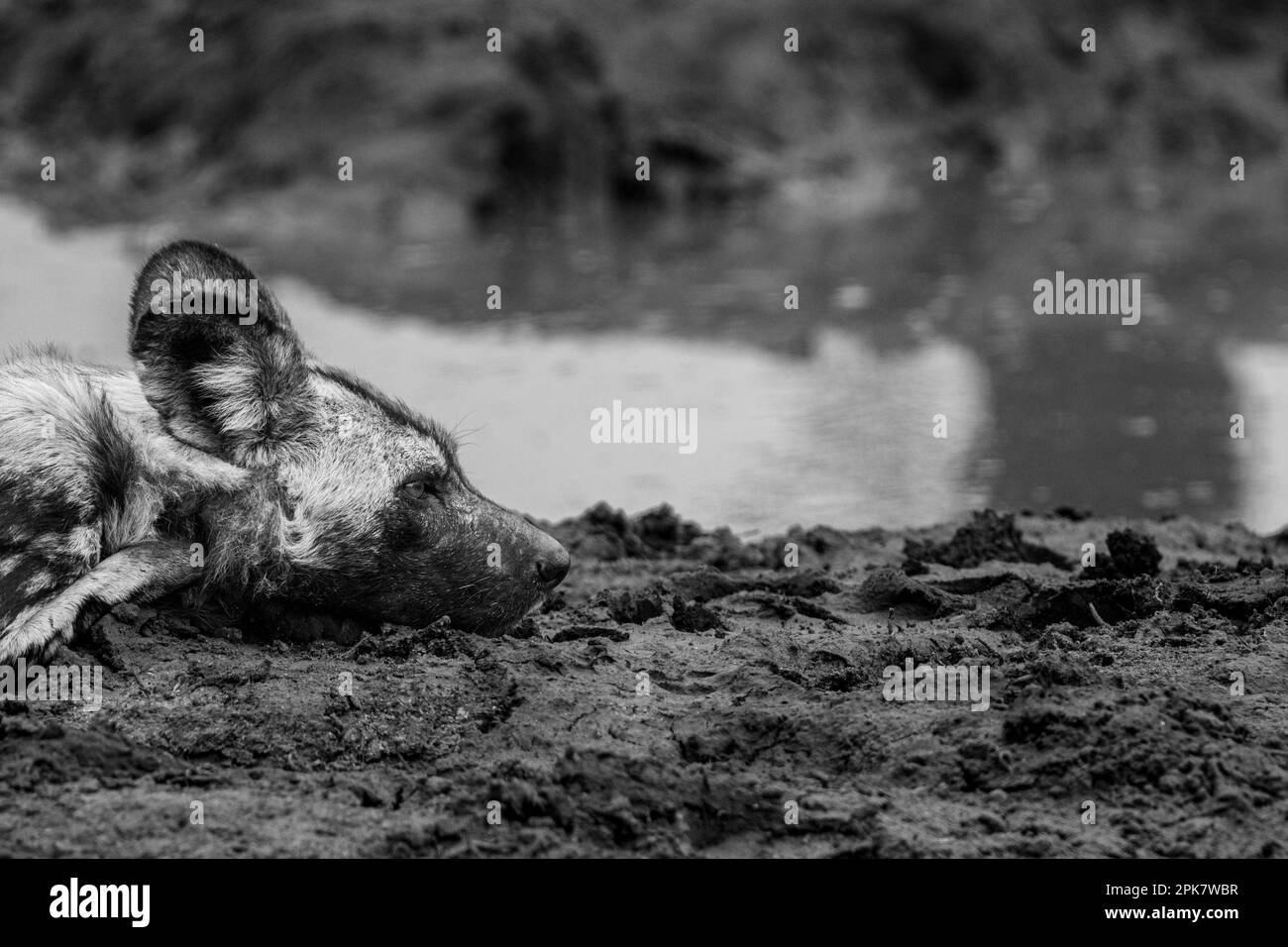 Primo piano di un cane selvatico, Licaon pictus, sdraiato accanto ad una diga, profilo laterale. In bianco e nero. Foto Stock