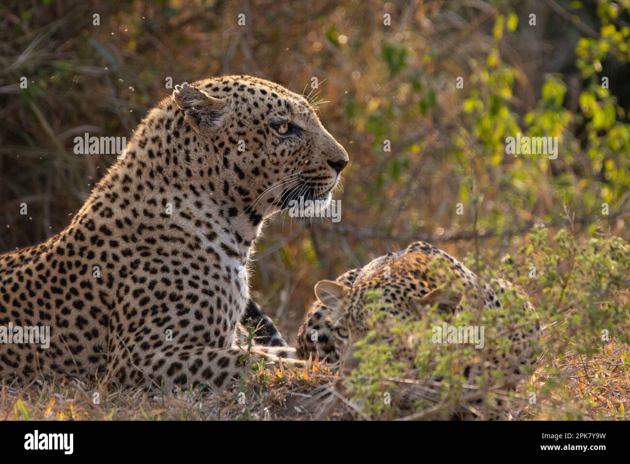 Un leopardo maschio e femmina, Panthera pardus, giacciono insieme nell'erba. Foto Stock