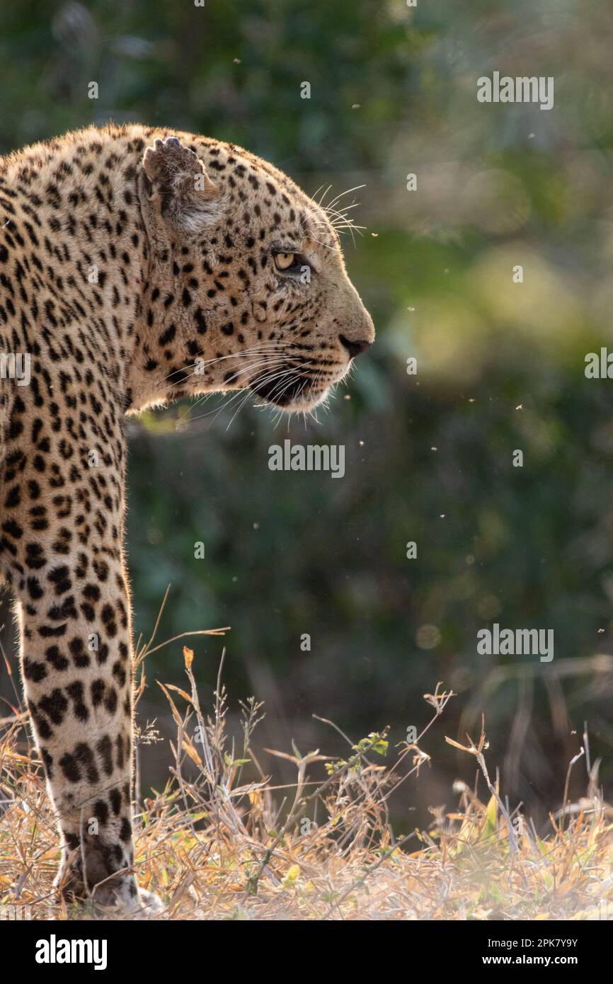 Profilo laterale di un leopardo maschio, Panthera pardus. Foto Stock