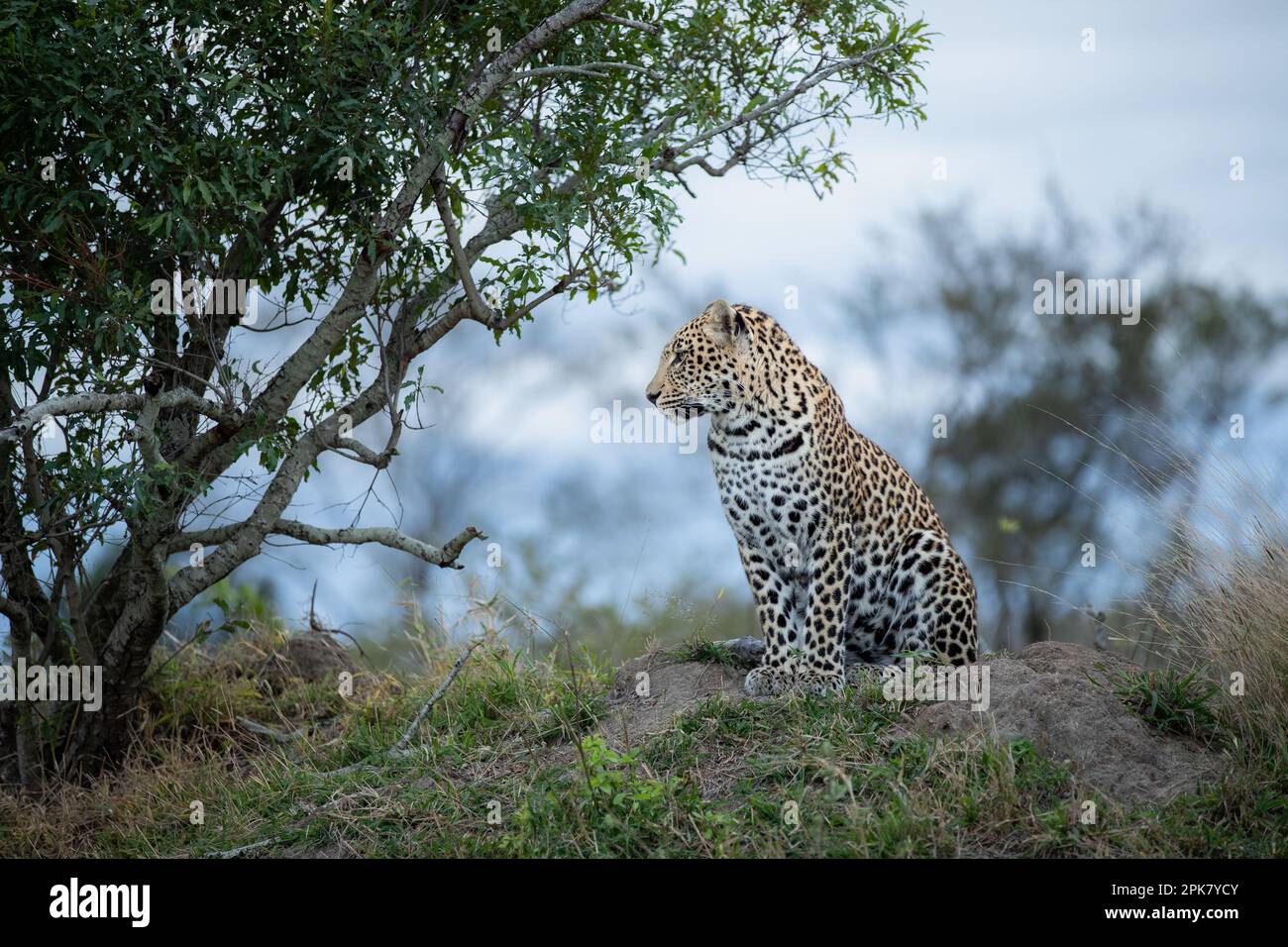 Il profilo laterale di un leopardo, Panthera pardus, seduto su un tumulo. Foto Stock