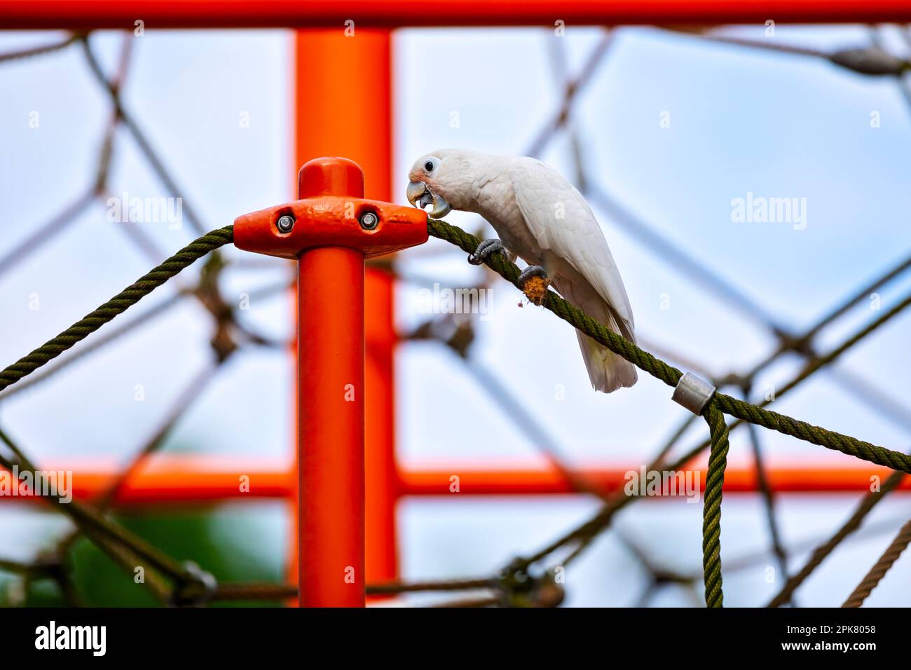 Tanimbar corella esplorare un parco giochi di arrampicata telaio in Changi Beach Park, Singapore Foto Stock