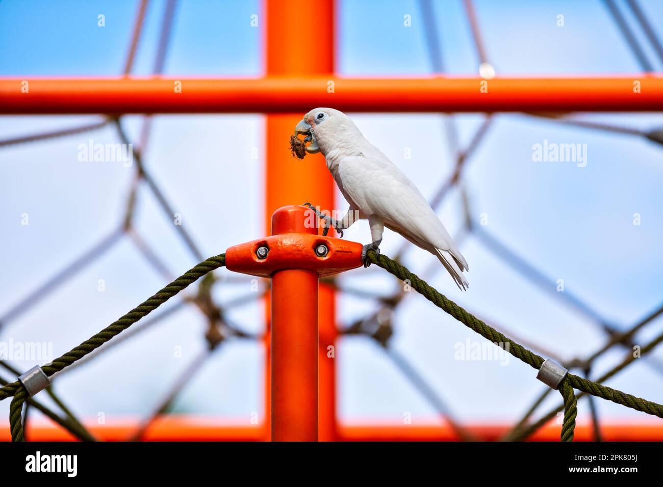 Tanimbar corella mangiare un seme di mandorle di mare mentre si aggredire su un parco giochi di arrampicata telaio in Changi Beach Park, Singapore Foto Stock