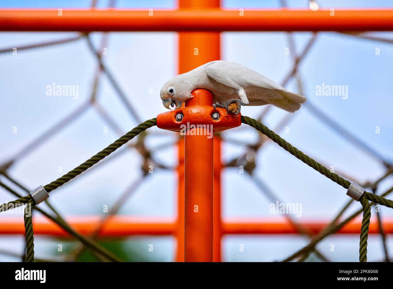 Tanimbar corella esplorare un parco giochi di arrampicata telaio in Changi Beach Park, Singapore Foto Stock