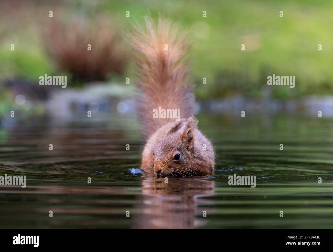 Uno scoiattolo rosso britannico, (Sciurus vulgaris), in piedi in una pozza d'acqua, (con riflessione) Foto Stock