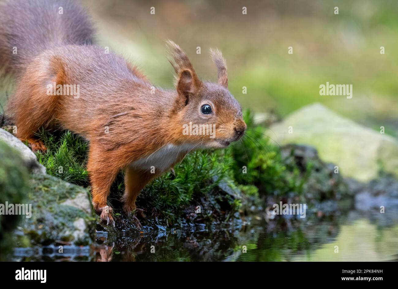 Scoiattolo rosso britannico, (Sciurus vulgaris), in piedi su rocce al bordo di una pozza d'acqua Foto Stock