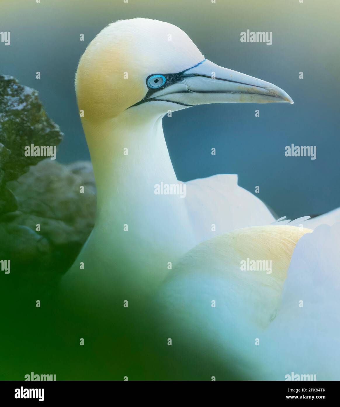 Un adulto solitario Gannet settentrionale, (Morus bassanus), nidificante sulla scogliera a Bempton, East Riding dello Yorkshire, Regno Unito Foto Stock