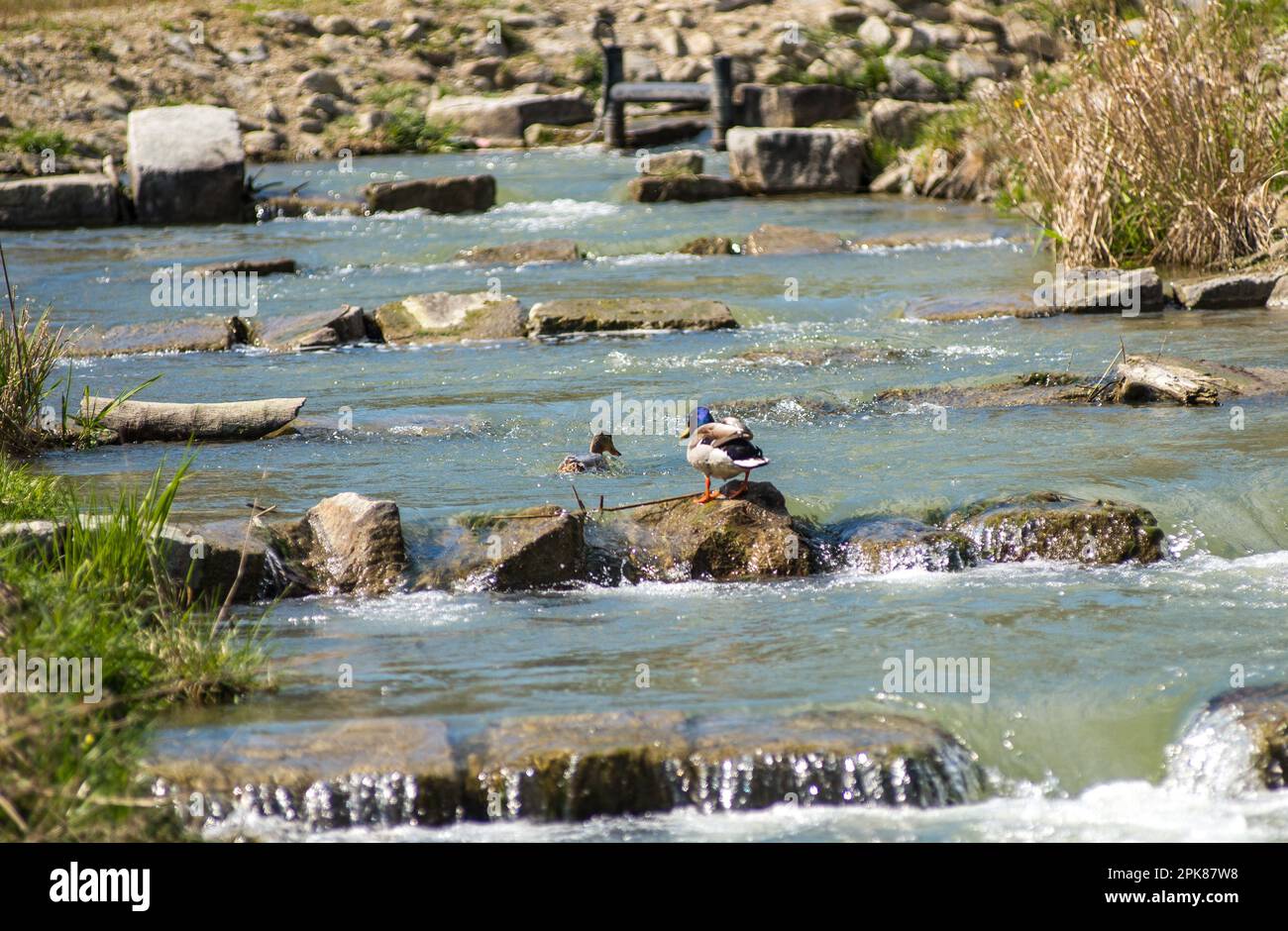 Due anatre di mallard nuotano in una scala di pesci. Foto Stock