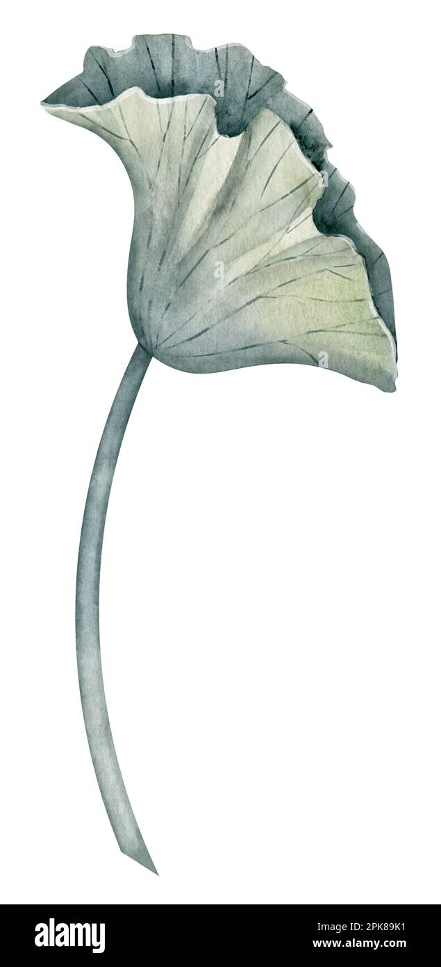 Foglia di loto su sfondo isolato. Illustrazione disegnata a mano di acquerello di pianta verde. Disegno del verde di giglio dell'acqua per l'icona o il marchio. Schizzo di flora esotica per il design spa o Zen. Erbe asiatiche tropicali Foto Stock