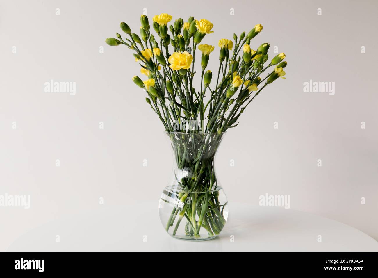 Un bouquet di garofani gialli su sfondo bianco. Foto Stock