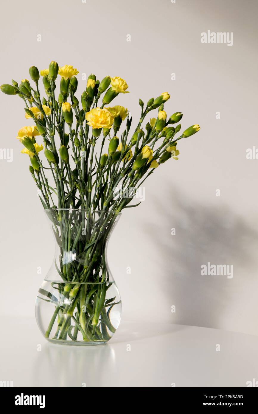Un bouquet di garofani gialli su sfondo bianco. Foto Stock