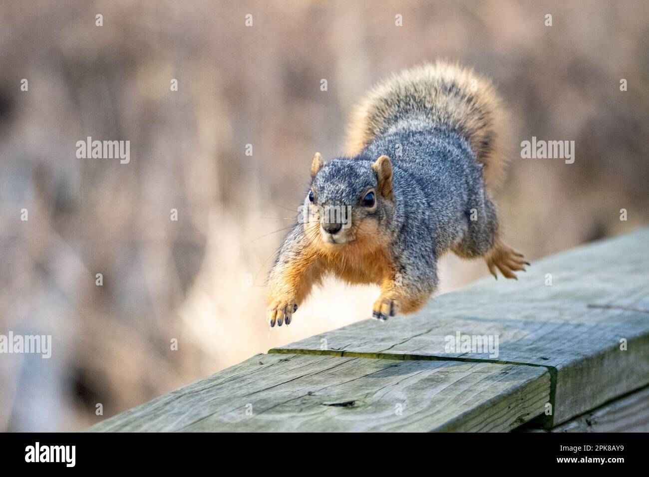 Scoiattolo di Fox Foto Stock