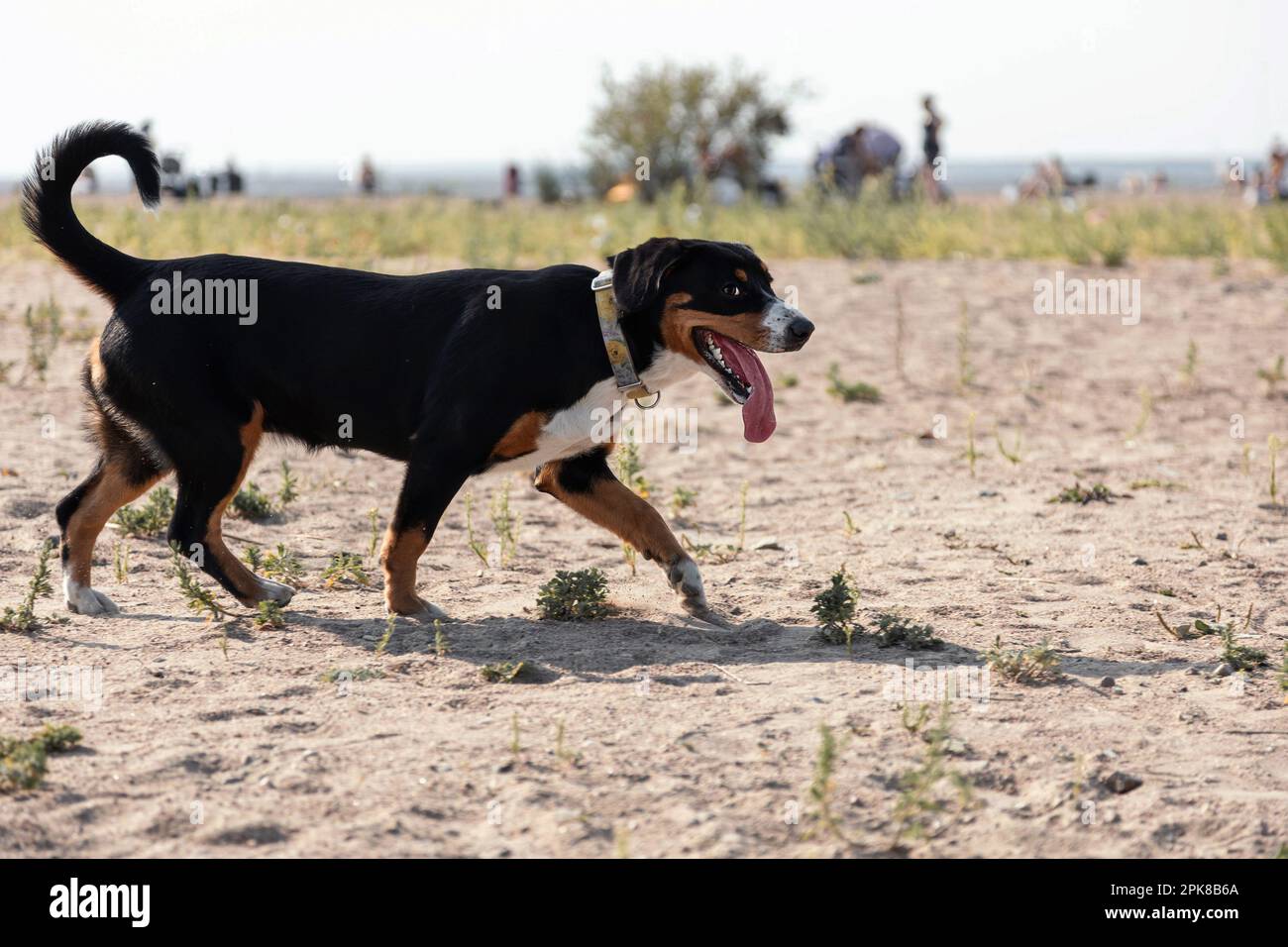 Cane sorridente di razza sennenhund entrlebucher alla spiaggia Foto Stock