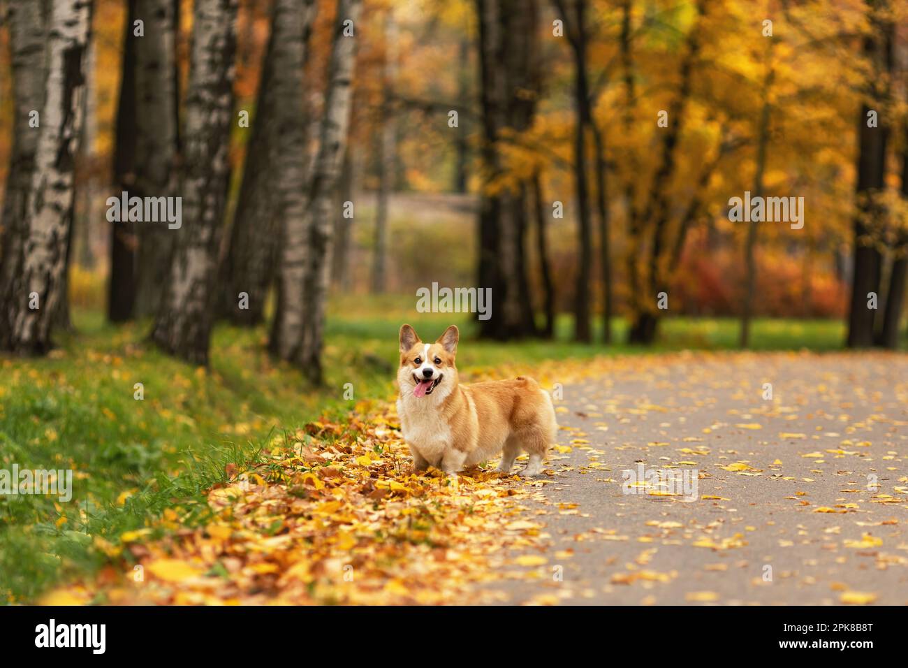 Carino corgi gallese pembroke cane con lingua fuori al parco autunnale Foto Stock