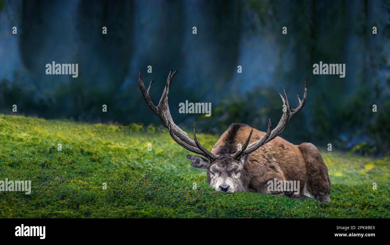 Primo piano di un cervo che dorme con alberi scuri sullo sfondo, atmosfera da favola, Foto Stock