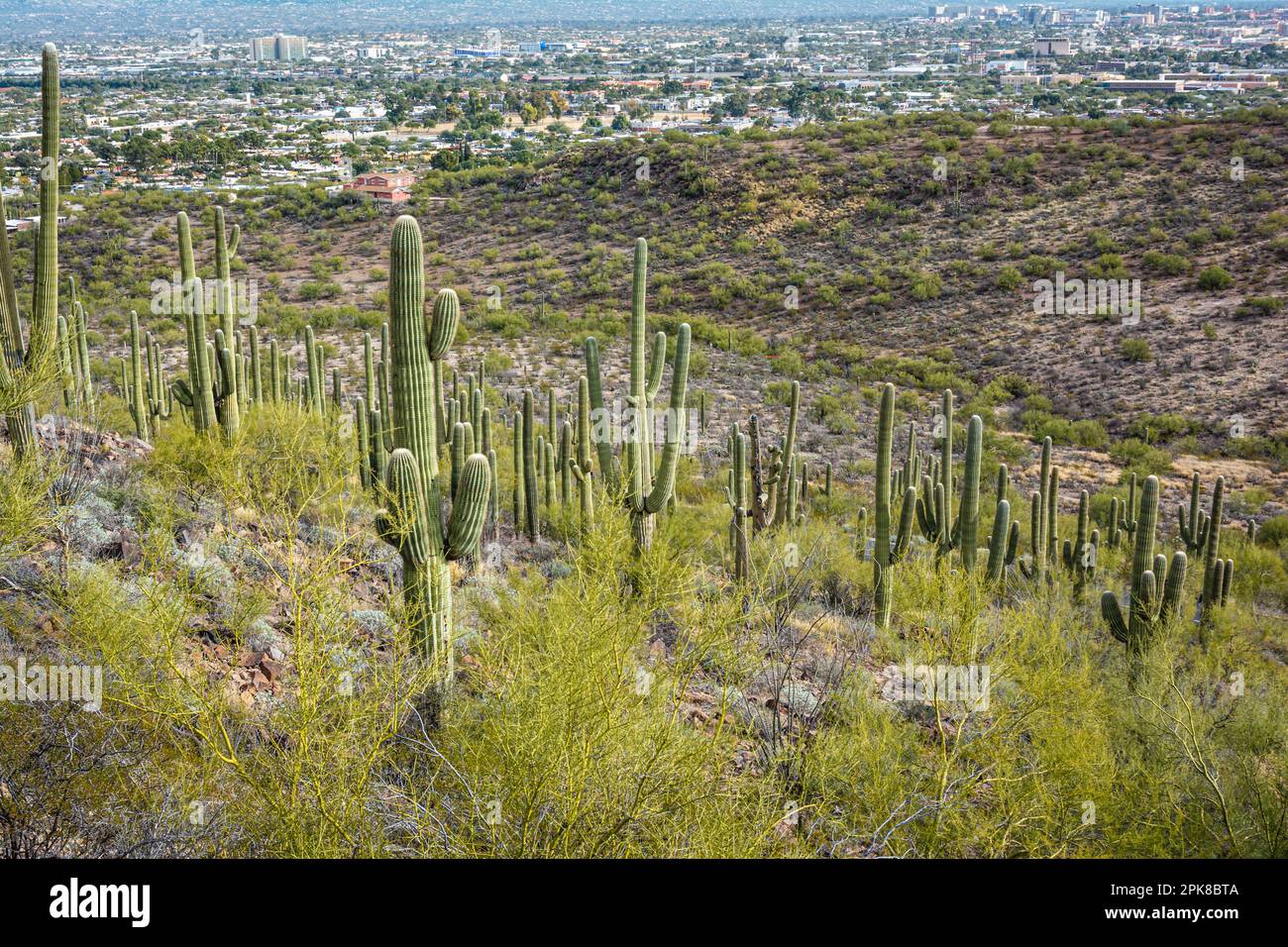 Vista di Tucson dall'alto a Tumamoc Hill, Arizona Foto Stock