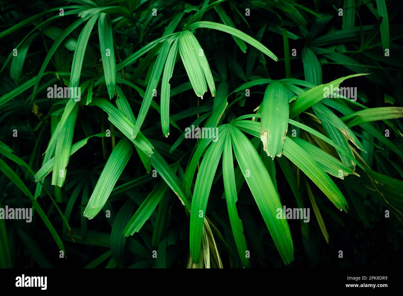 Foglie tropicali scure di colore verde, arange. Motivo senza cuciture, carta da parati di lusso. colore tono di lay piatto scuro per il testo di input. i colori dell'autunno . Foto Stock