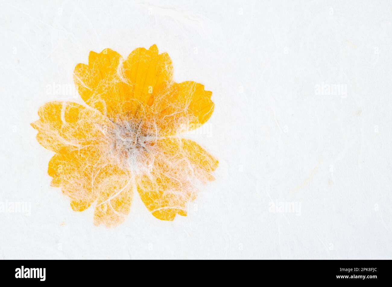 Carta ruvida mugnosa a mano con fiore giallo. Foto Stock