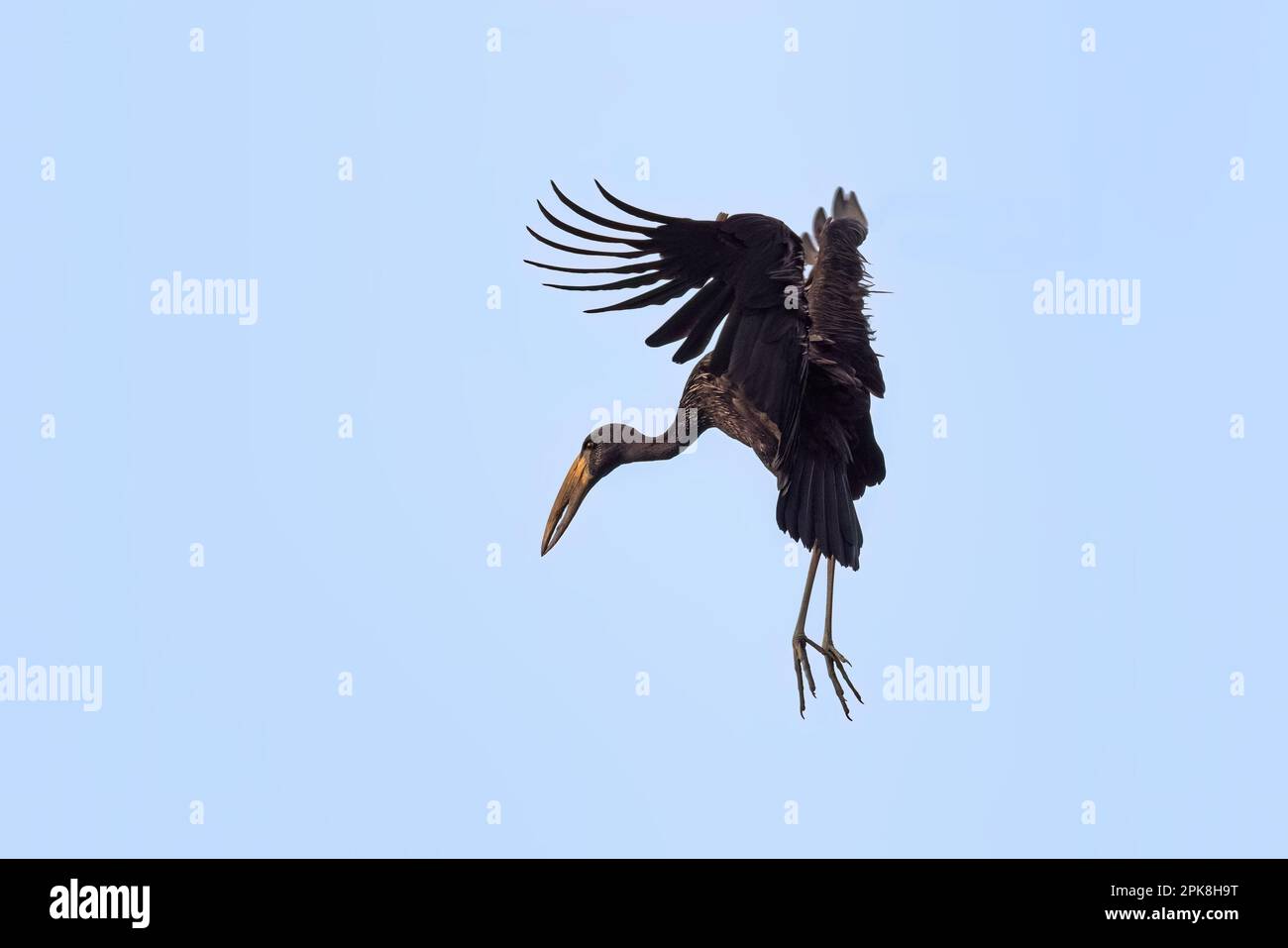 Uno stock africano di openbill, anastomus lamelligerus, in volo contro un cielo blu. Parco Nazionale della Regina Elisabetta, Uganda. Foto Stock