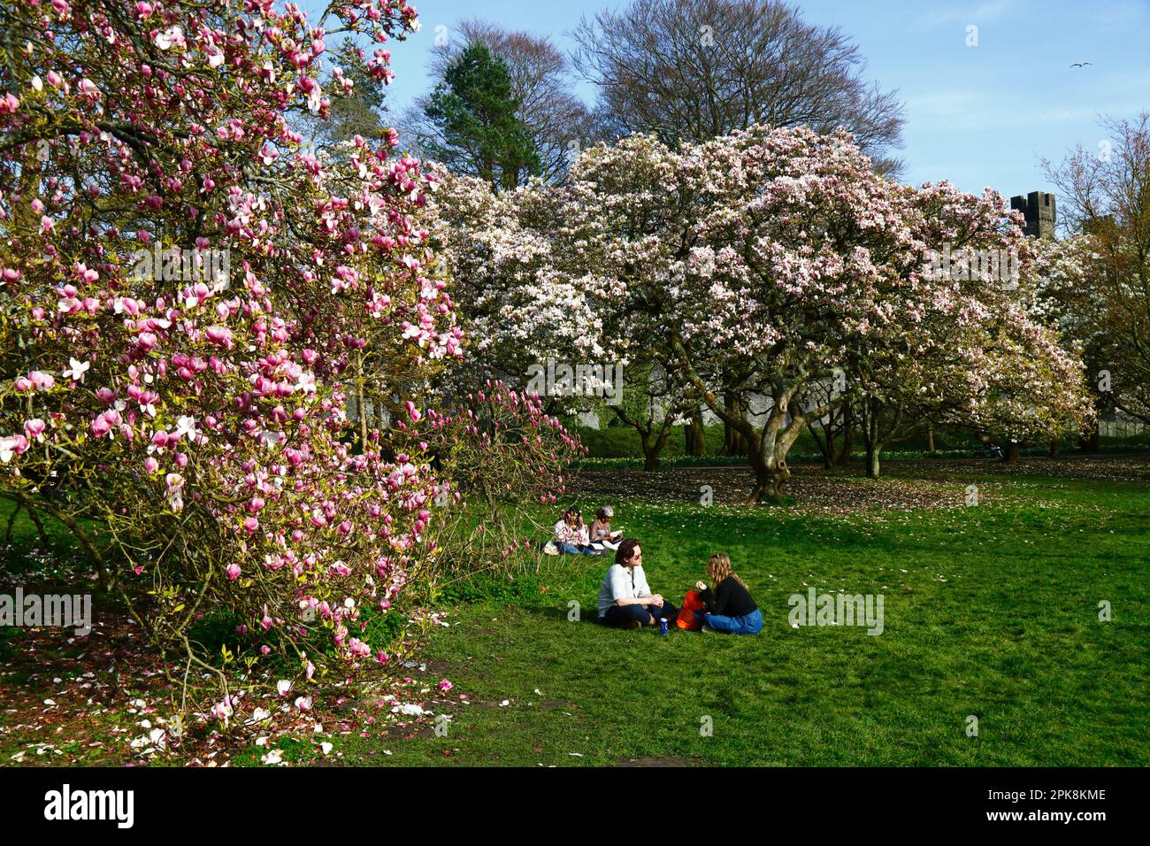 Il tempo del Regno Unito 4th aprile 2023. Cardiff, Galles del Sud. La gente gode di un pomeriggio primaverile soleggiato accanto agli alberi di magnolia fioriti nel Bute Park, Cardiff. Sullo sfondo a destra si trova una delle torri del Castello di Cardiff. Foto Stock