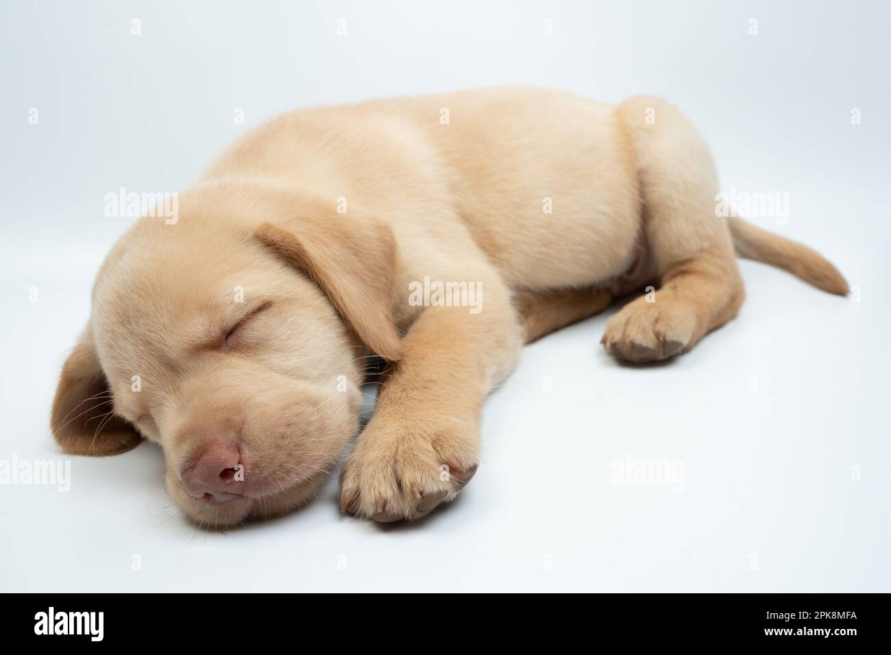 Dolce sogno labrador cucciolo isolato su sfondo bianco studio Foto Stock