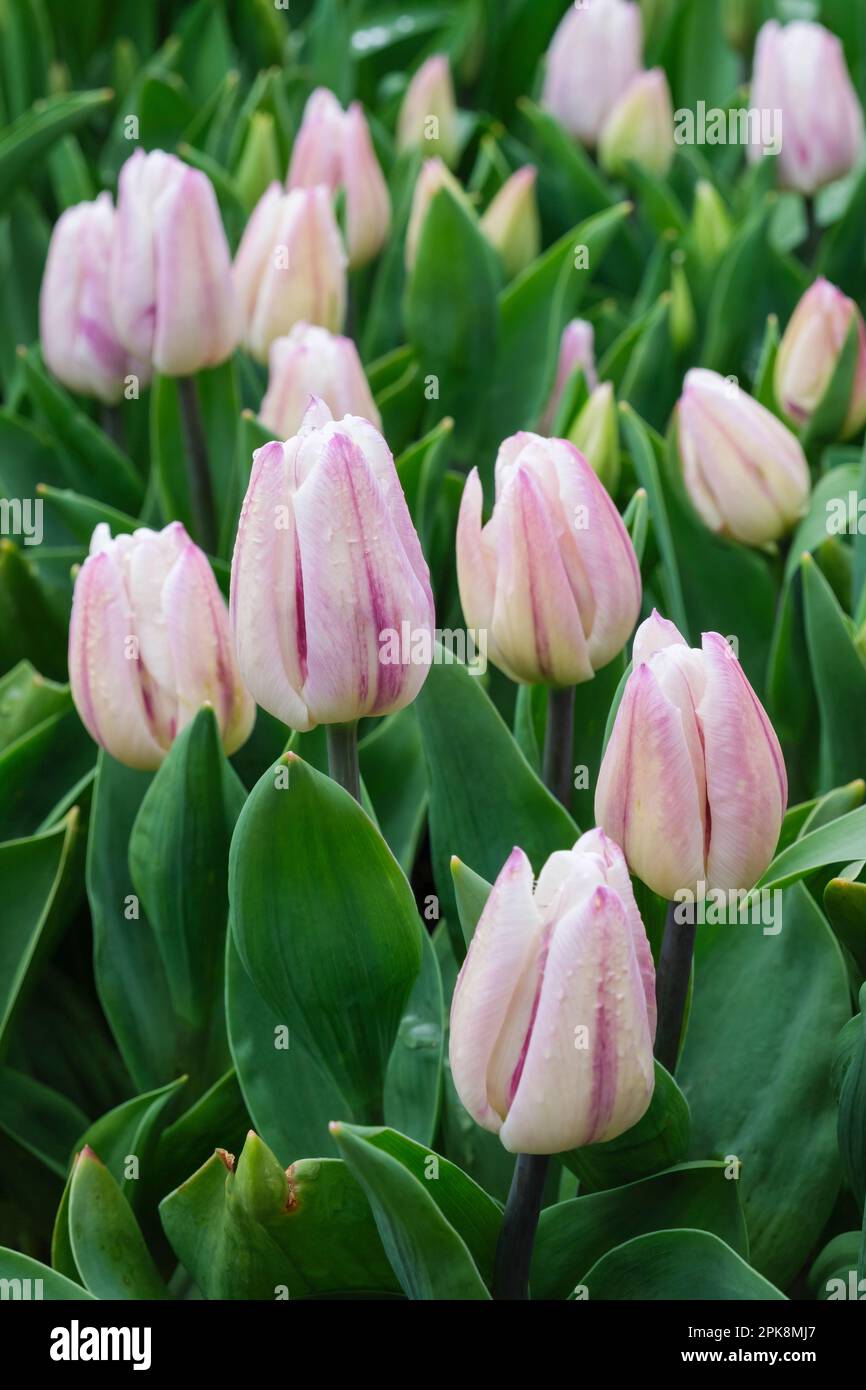 Bandiera delle fiamme dei tulipani, Bandiera delle fiamme dei tulipani, fiori d'avorio a forma di tazza dipinte da piume di lavanda a profondità e lilla, Foto Stock