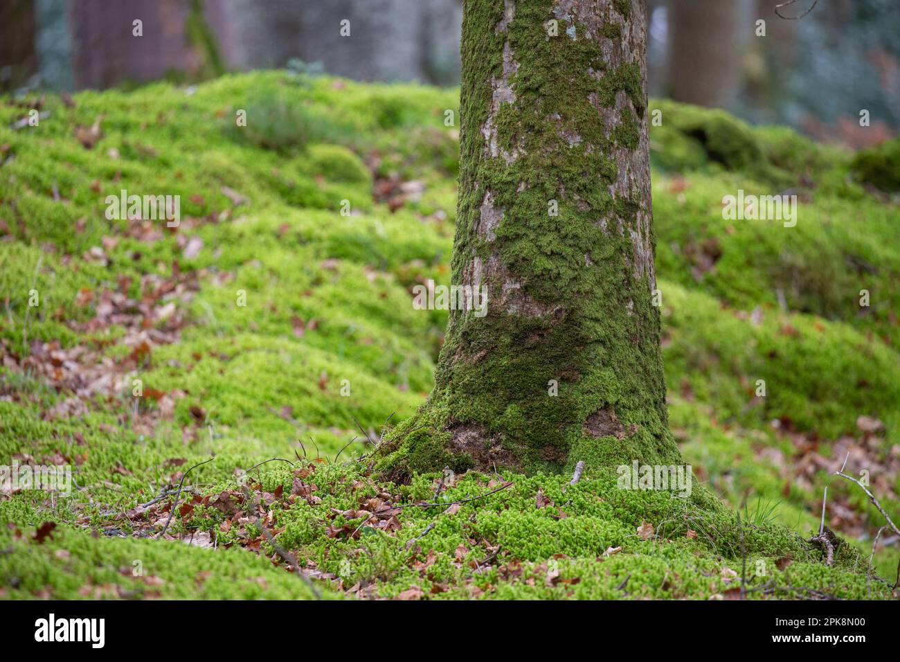 Base di tronco d'albero con pavimento in legno di muschio Foto Stock