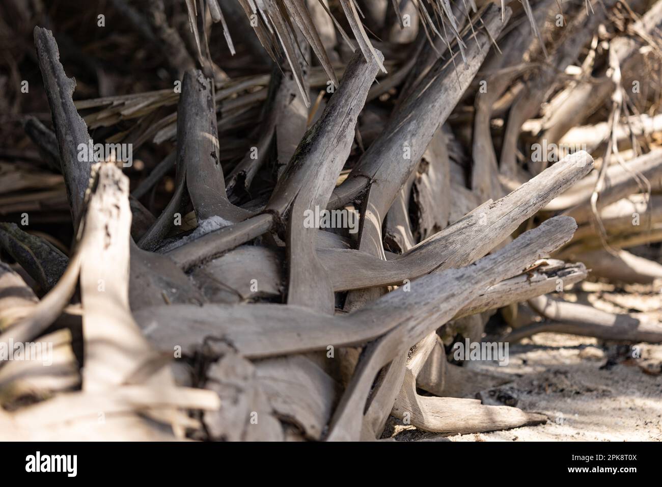 Un'immagine ravvicinata di un vecchio tronco di palma senza foglie, grigio Foto Stock