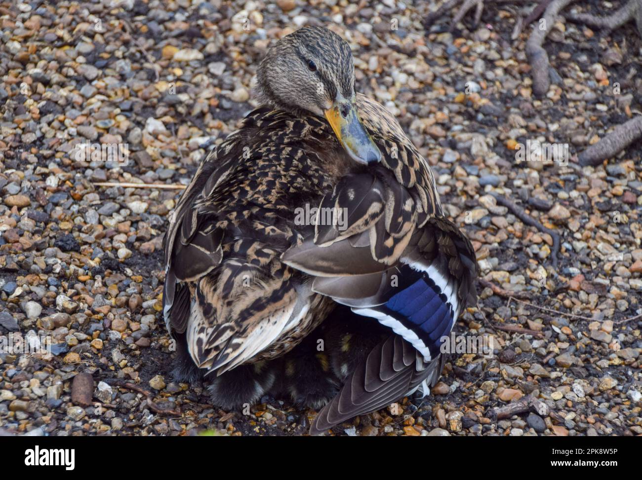 I giovani anatroccoli di mallard si snuggle sotto la madre in un parco a Londra. Foto Stock