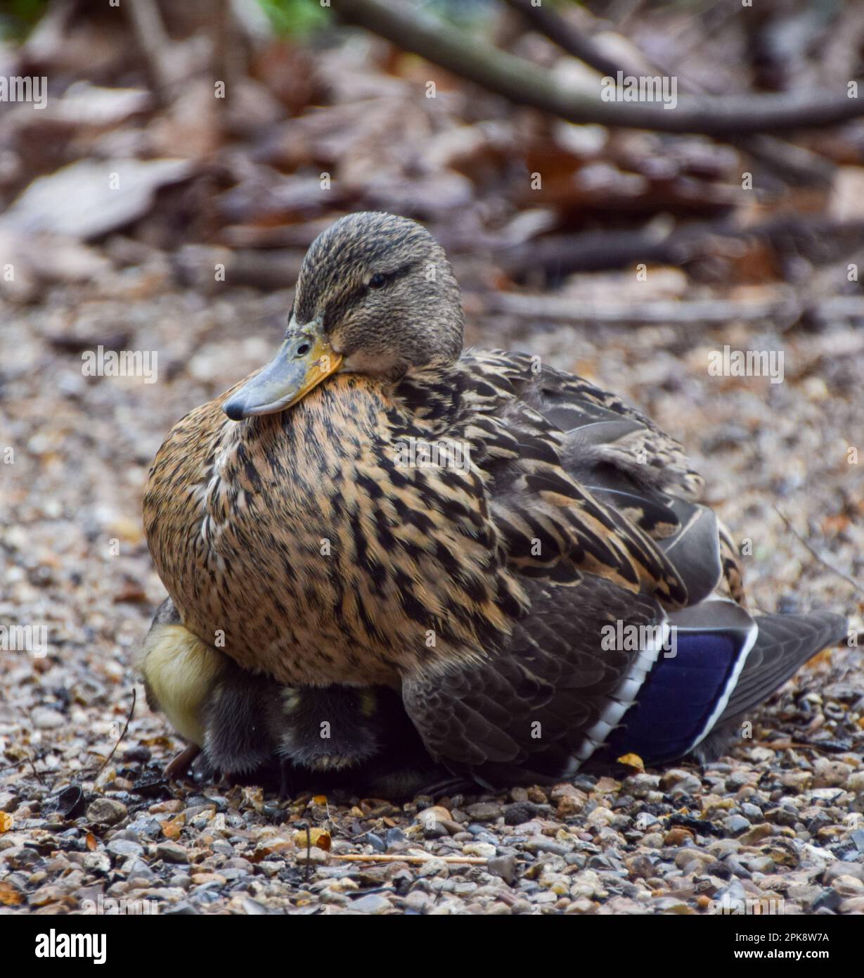 I giovani anatroccoli di mallard si snuggle sotto la madre in un parco a Londra. Foto Stock