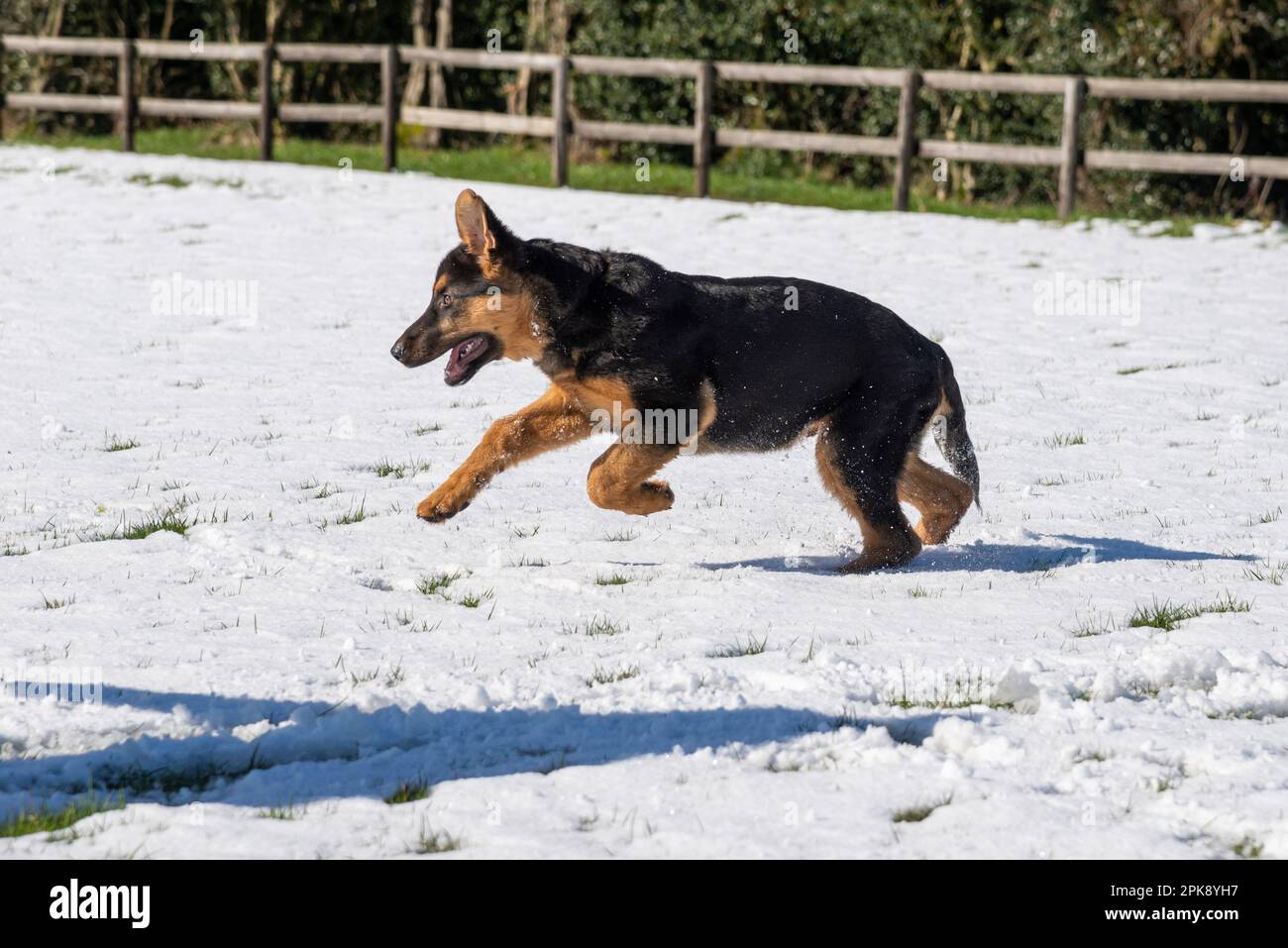 Cucciolo di pastore tedesco godendo la sua prima esperienza di neve in un campo in sole luminoso Foto Stock