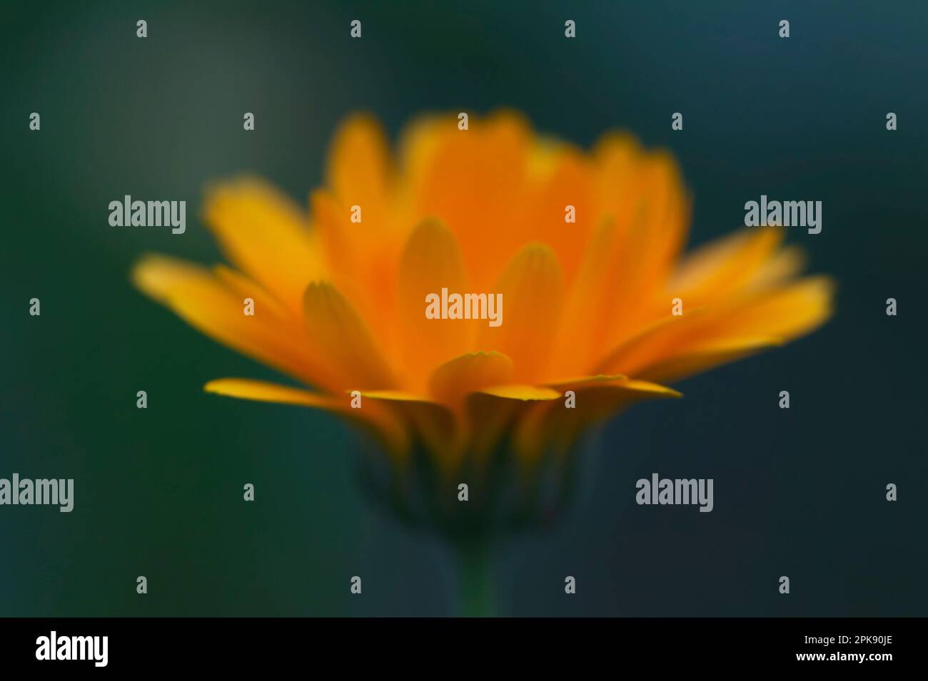 Fiore di Marigold comune (Calendula) in primavera in colori vibranti Foto Stock