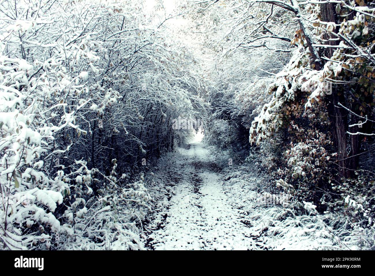 Strada rurale che attraversa un tunnel di rami innevati in una foresta tedesca Foto Stock