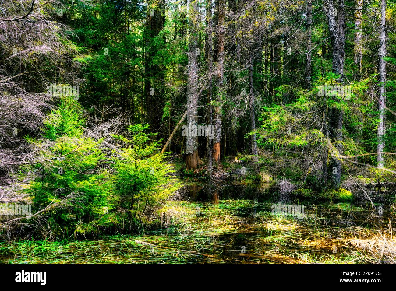 Paesaggio di brughiera nella Foresta Nera, Titisee, Baden-Wuerttemberg, Germania Foto Stock