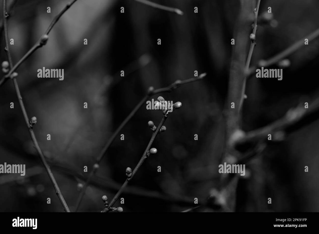 Albero giovane in primavera con i primi germogli di fiori, nitidezza selettiva, profondità di campo bassa, inizio di primavera, bianco e nero Foto Stock