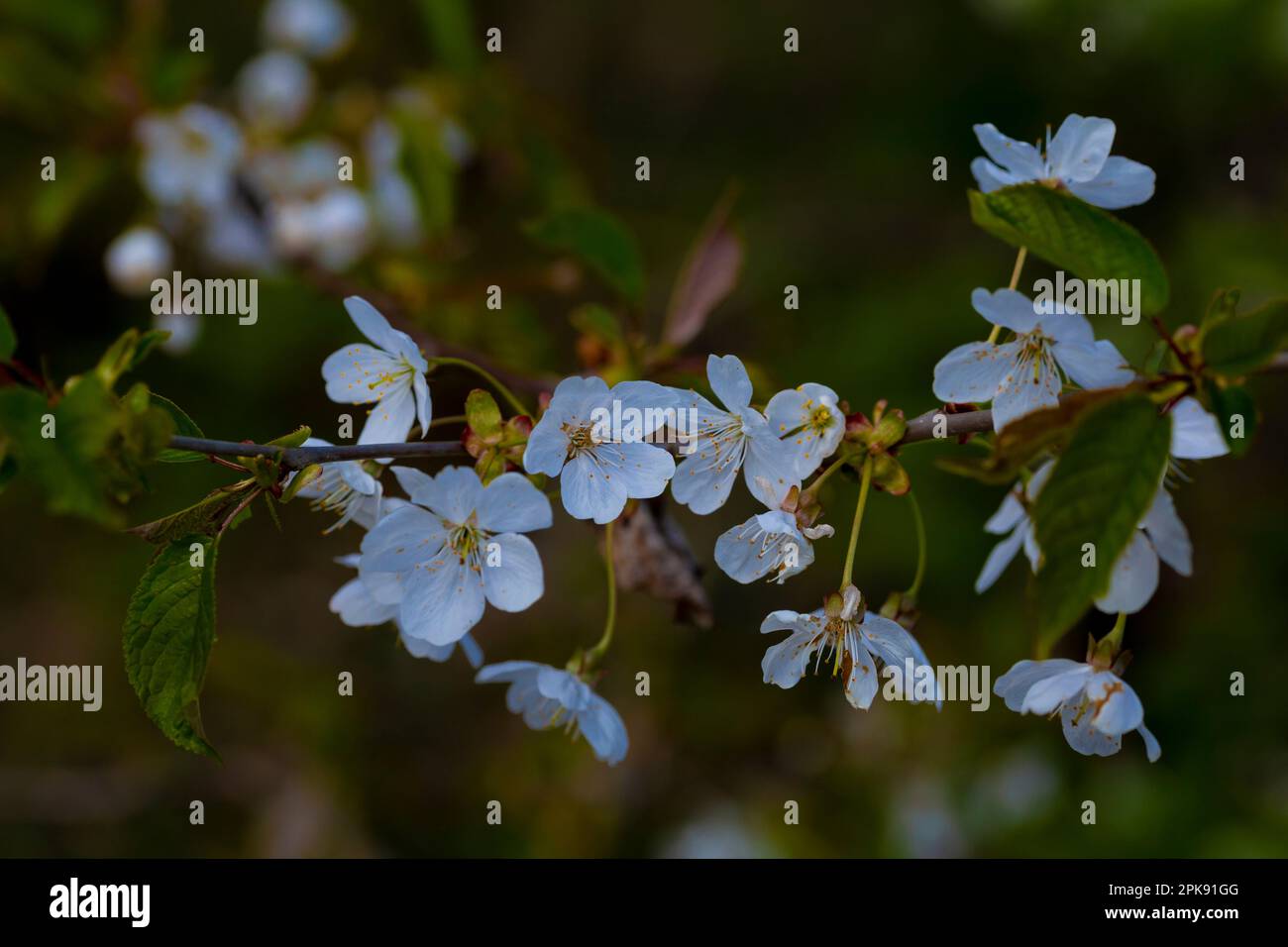 Fiori aperti su un albero giovane in primavera Foto Stock